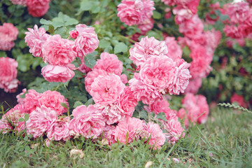 Fototapeta premium Beautiful blooming bush of pink roses in the park.