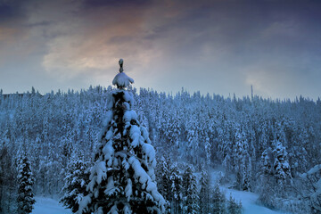 snow-covered fluffy fir trees, spruce in snow in lapland, winter forest, mountains, beautiful...