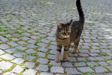young hungry homeless stray cat of whiskas color stands outdoor on ancient paving stones, concept...