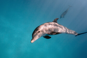 Friendly Bottlenose Dolphin playing underwater in Red Sea, Hurghada, Egypt.