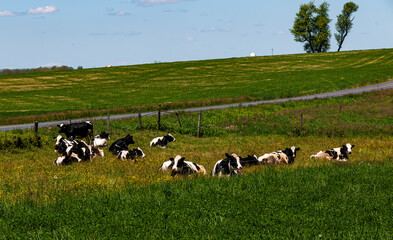 A View of a Group of Cows Laying Down in a Field on a Spring Day