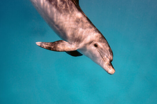 Common Bottlenose Dolphin portrait shot underwater in Red Sea, Hurghada, Egypt.