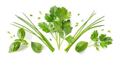 Fresh organic herbs and spices element or ornament  isolated over a transparent background, arranged bunches, leaves / blades and chopped pieces of parsley, chives, basil and mint, top view, flat lay