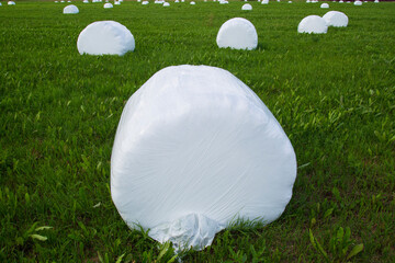 Harvesting hay in summer. Hay rolls packed in polyethylene.