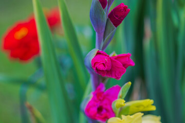 Fototapety na wymiar - Fototapeta24.pl