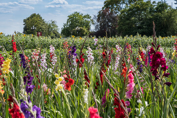 Field with colorful gladiolus flowers that customers can cut off themselves. Offered this way often in Germany.