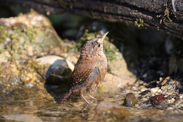 Troglodyte mignon au bain sous le soleil