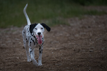 2022-08-12 A ADULT DALMATIAN DOG WOTH TWO SOLID BLACK EARS MOUTH OPEN WALKING THROUGH A WOOD CHIP...