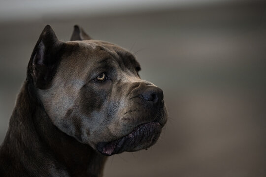 2022-07-11 CLOSE UP PROFILE OF A LARGE CANE CORSO WITH A BLURRY BACKGROUND
