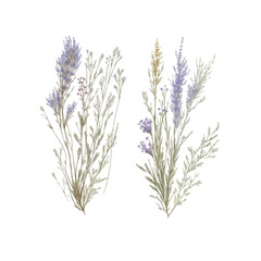 grass floral, Wildflowers, herbs painted in watercolor11
