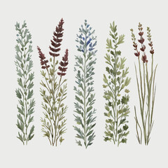 grass floral, Wildflowers, herbs painted in watercolor15