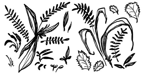 Tropical Flower, leafs - hand drawn black pencil / transparent PNG
