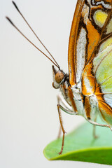 Malachite butterfly on a leaf, Malachitfalter, Siproeta stelenes