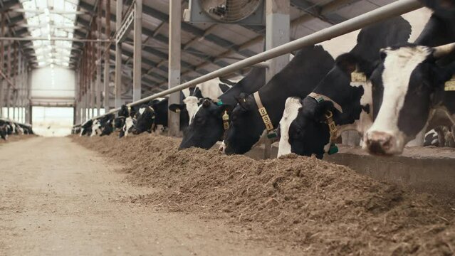 No people shot of black and white milk cows with ear tags standing in cowshed in modern farm eating fodder on cold autumn day