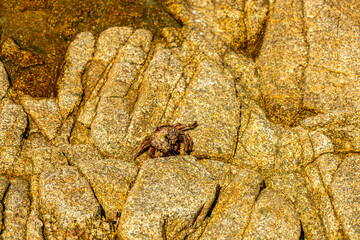 Kleine Entdeckungstour zur Halbinsel Sillon de Talbert in der wunderschönen Bretagne bei Pleubian - Frankreich