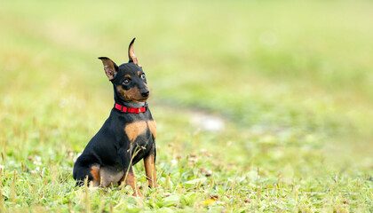 A puppy of a black and tan miniature pinscher sits on the lawn in the summer