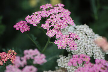 Achillea millefolium in full bloom. Blooming Yarrow. © Katarzyna