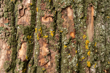 Image of tree bark with moss . Natural natural background.