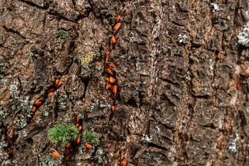 Image of tree bark with moss . Natural natural background.