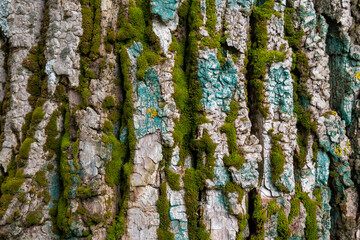 Obraz premium Image of tree bark with moss . Natural natural background.
