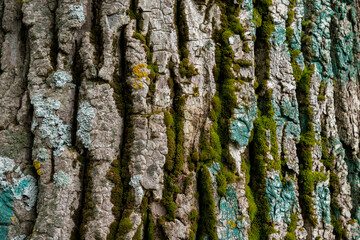 Image of tree bark with moss . Natural natural background.