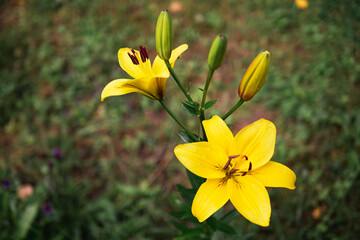 Yellow lily.Beautiful realistic postcard on green background. Floral background.