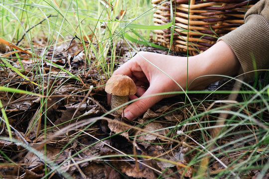 Human hand plucking mushroom .Concept of mushroom picking, silent hunting.