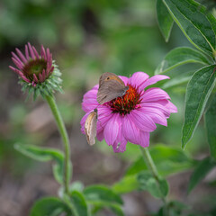 Kleine Wiesenvögelchen