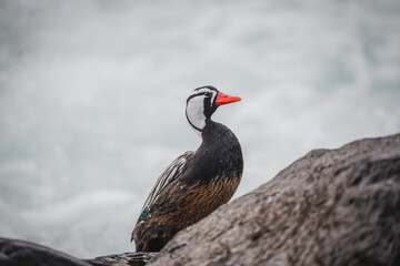 Pato correntino y su gama de colores