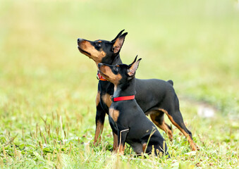 A black and tan puppy and an adult miniature pinscher female with cropped ears are sitting on a green lawn on a summer day