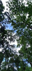 Blue sky, white clouds and tree canopy