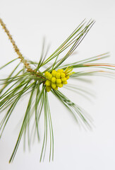 Detail of small cones of a pine tree isolated over white