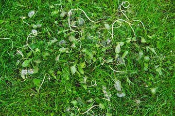 dead weeds after applying herbicide on a grass lawn