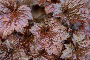 detail of Heuchera micrantha with red leaves and small water drops