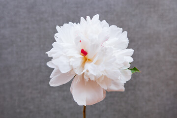 One white peony flower on textured gray color background