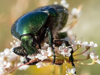 Close-up with Cetonia aurata bug in natural environment