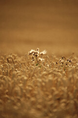 plant in a middle of a grain field