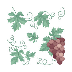 Grape bunch, grape vine and leaves. A hand-drawn vineyard elements vector illustration, captured in an elegant color vintage style. Part of set.