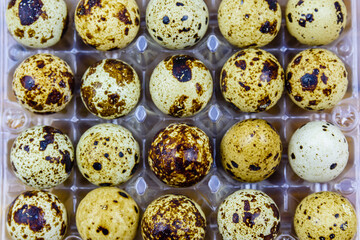 Obraz premium Spotted quail eggs in a plastic box. Healthy nutrition. Top view