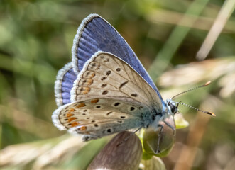 Idas blue butterfly ( Plebejus idas ) in grass. Beautiful butterfly butterfly on meadow.