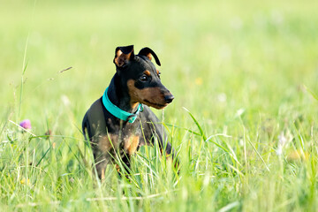 Portrait of a black and tan miniature pinscher puppy sitting in the green grass
