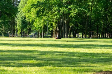Obraz premium Trees in the forest during summer, autumn or winter.