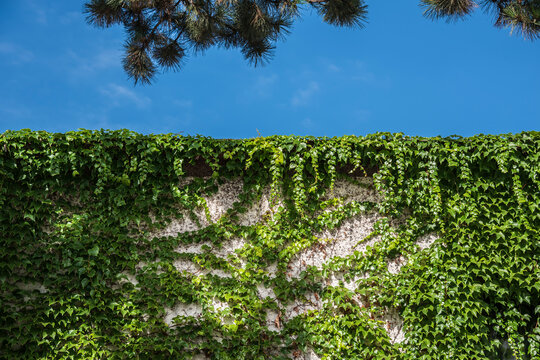 a garden wall grown with climbing vine