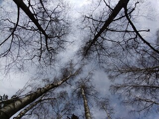 Trees in the forest during summer, autumn or winter.
