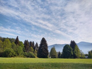 Trees in the forest during summer, autumn or winter.