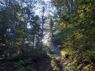 Trees in the forest during summer, autumn or winter.