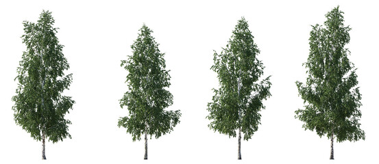 Set of Birch trees betula trees isolated png in sunny daylight on a transparent background perfectly cutout
