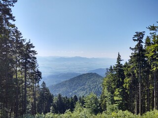 Trees in the forest during summer, autumn or winter.