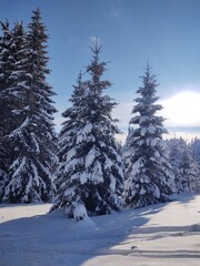 Trees in the forest during summer, autumn or winter.