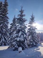 Trees in the forest during summer, autumn or winter.
